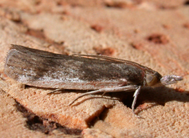 Long-palped Peoria
